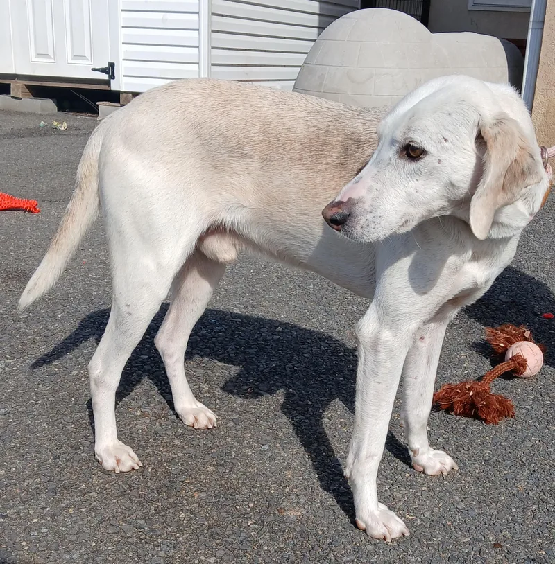 Scooby Doo thumbnail 2