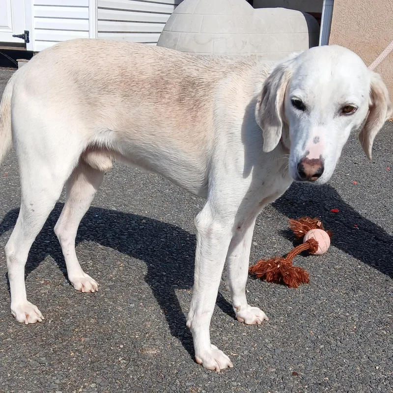 Scooby Doo thumbnail 3