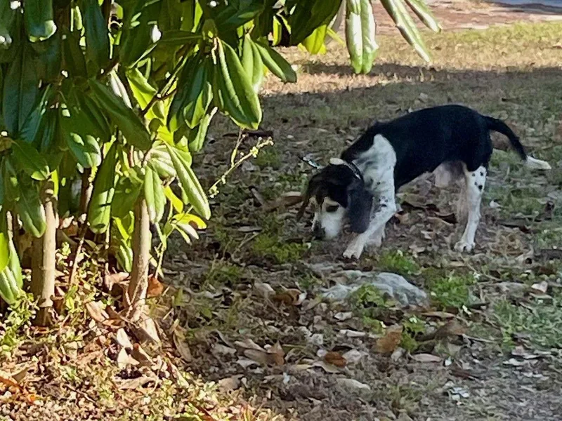 Mack Iii thumbnail 2