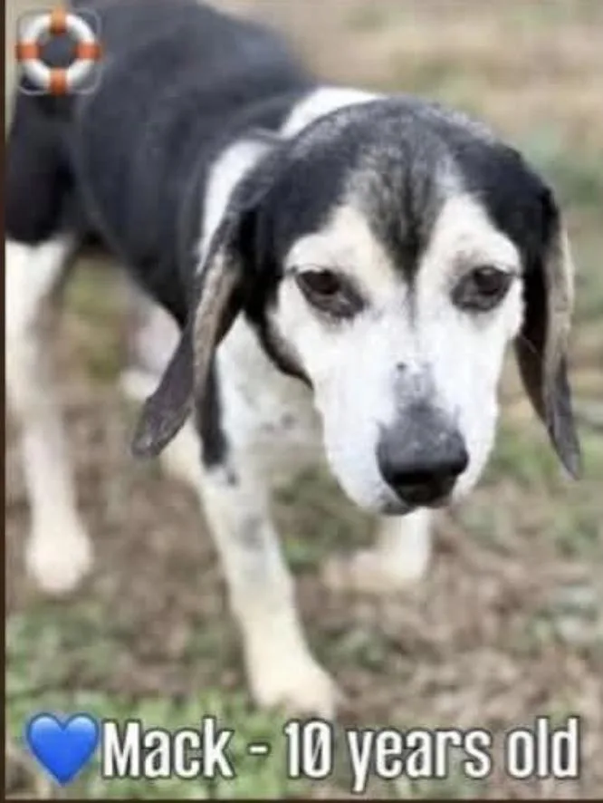 Mack Iii thumbnail 3