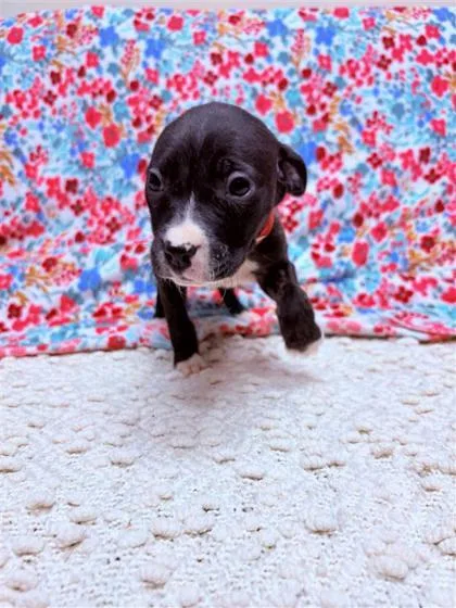 Magnolia thumbnail 2