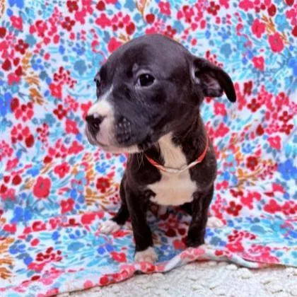 Magnolia thumbnail 3