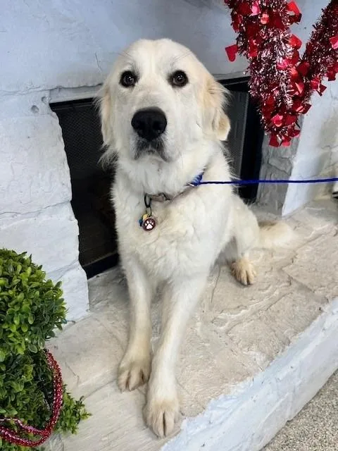 Mrs Claus thumbnail 2