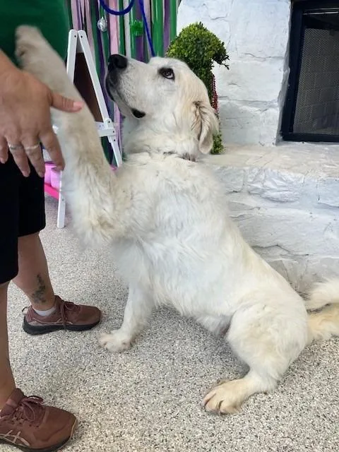 Mrs Claus thumbnail 3