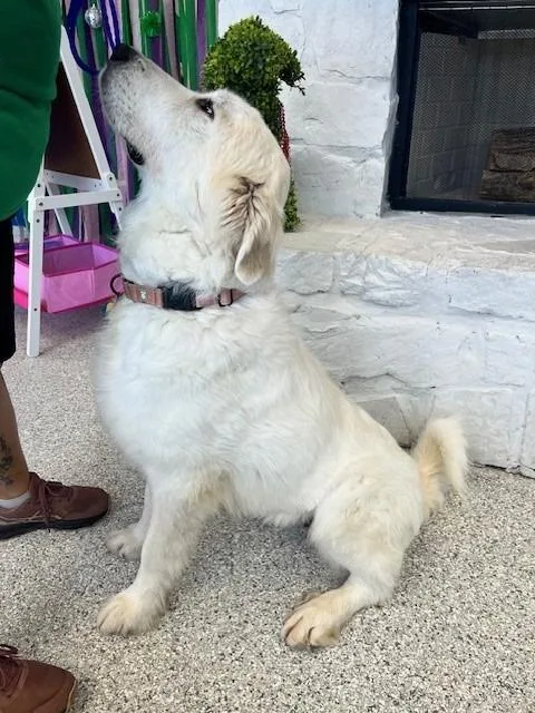 Mrs Claus thumbnail 5