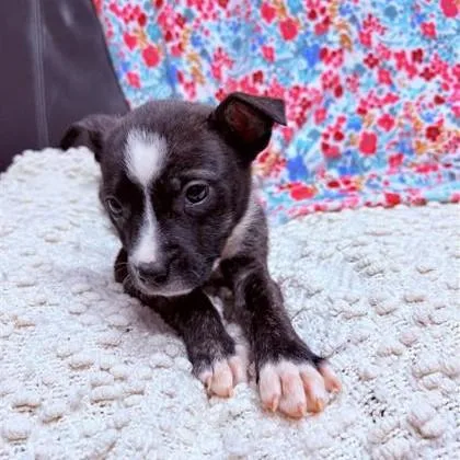 Marigold thumbnail 2