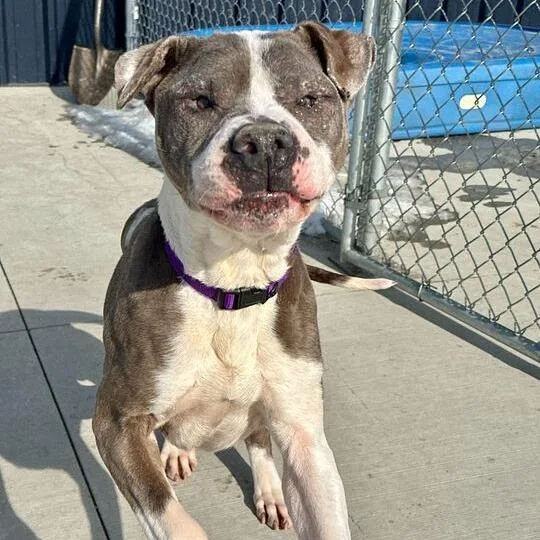 An adult medium-sized male Gray / Blue / Silver Pit Bull Terrier dog named Beefy for adoption in Matteson, IL