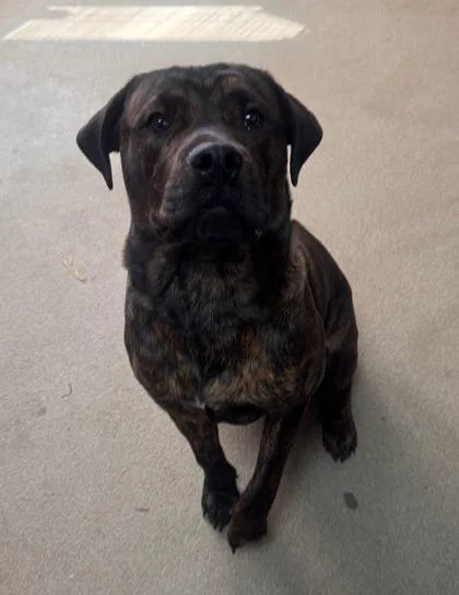 Robertoe thumbnail 2