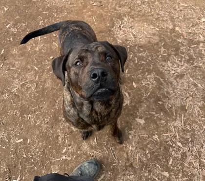 Robertoe thumbnail 3