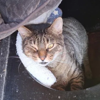 Hercules thumbnail 2