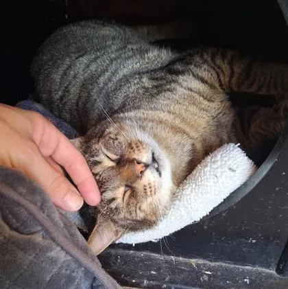 Hercules thumbnail 3