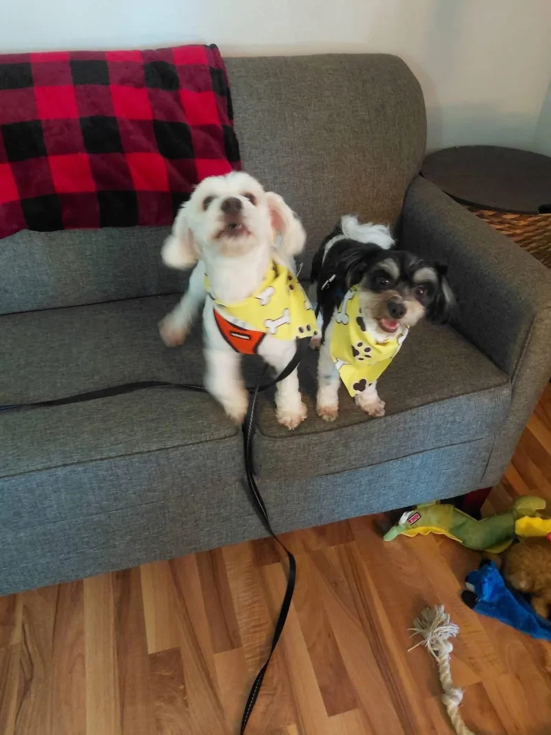A young small-sized male Maltese dog named Bentley And Princeton for adoption in Union Grove, WI