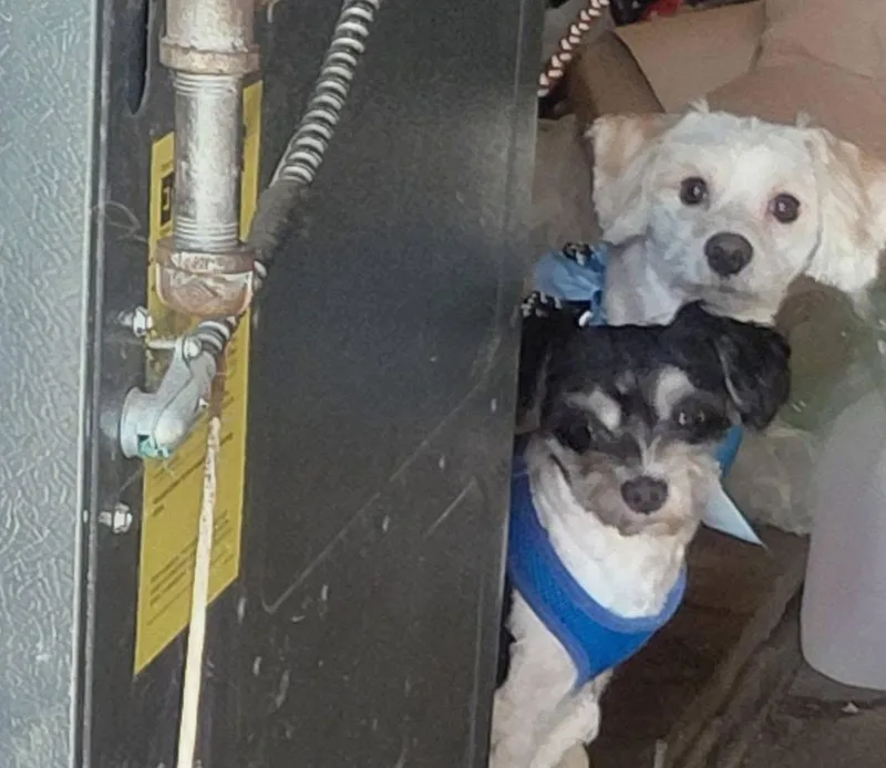Bentley And Princeton thumbnail 2