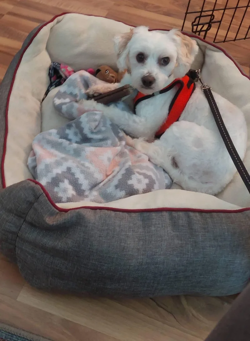 Bentley And Princeton thumbnail 3
