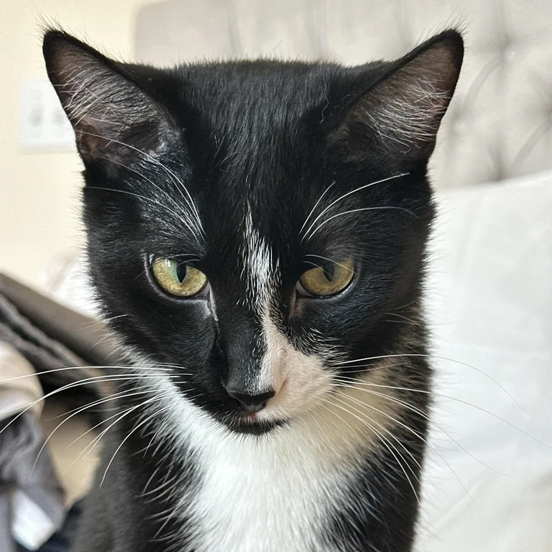 A young medium-sized female Black & White / Tuxedo Domestic Short Hair cat named Tina & Anise for adoption in CHICAGO, IL