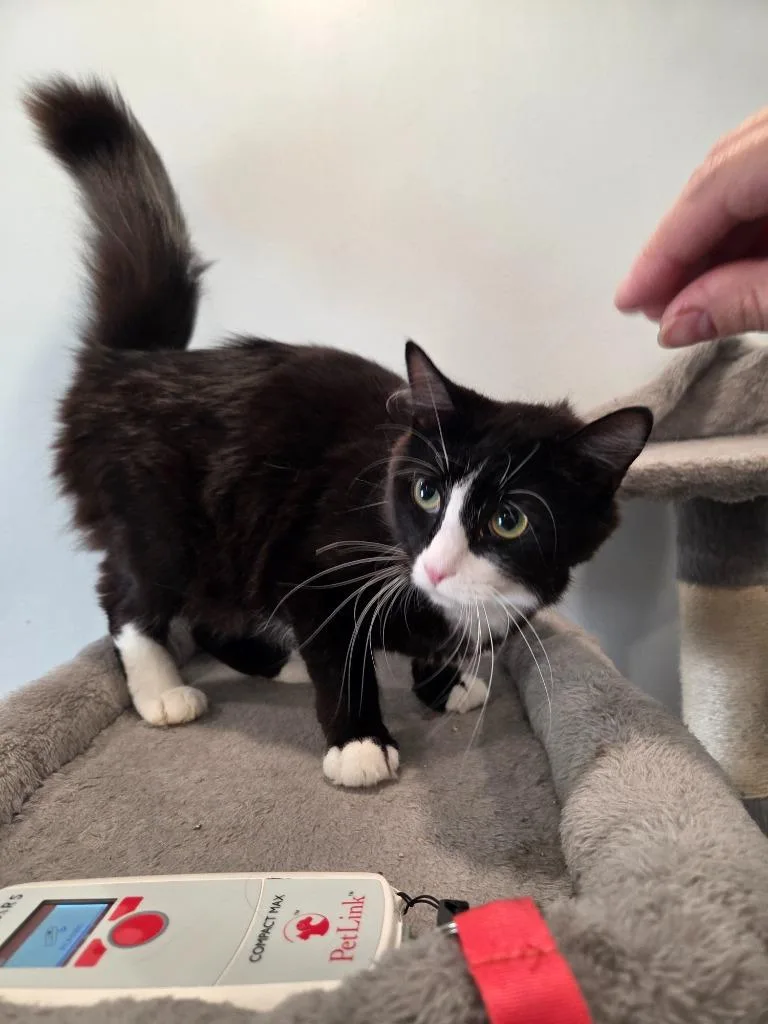 A young small-sized female Domestic Medium Hair cat named Pepper M for adoption in Lunenburg, VT