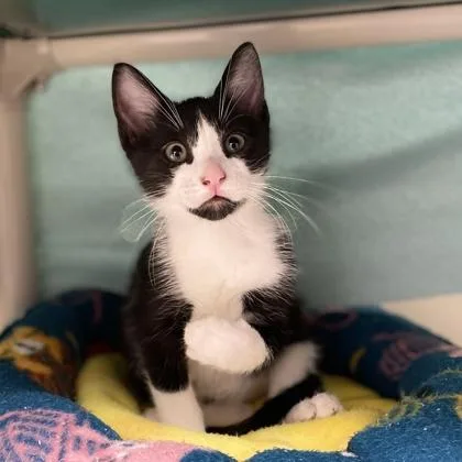 An adult small-sized male Domestic Short Hair cat named Micho for adoption in Wheaton, IL