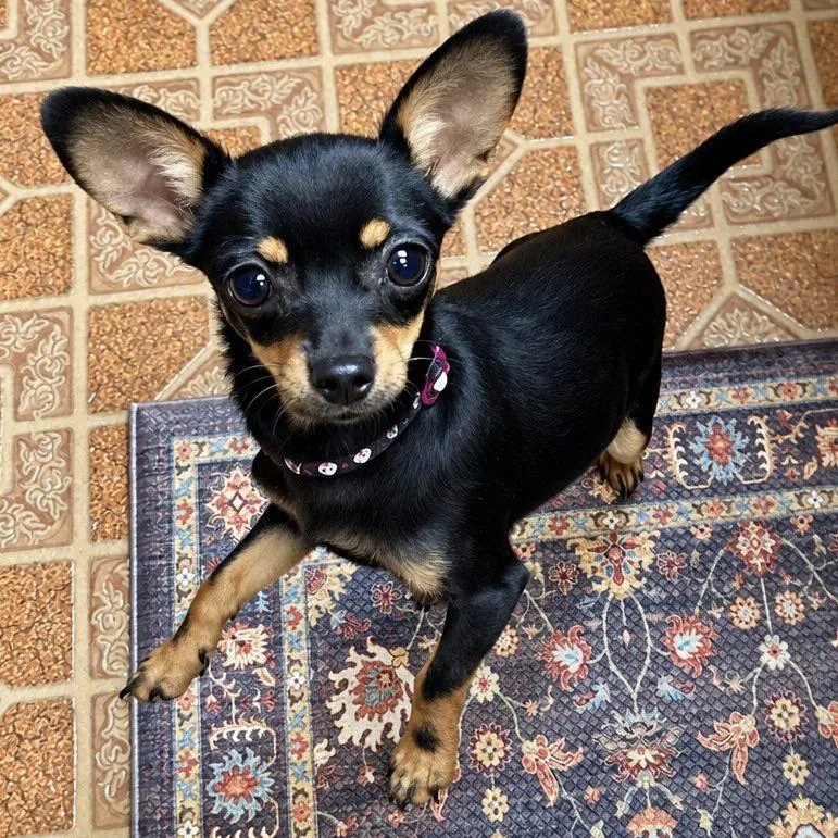 A baby small-sized male Chihuahua dog named Hamm for adoption in Mead, CO