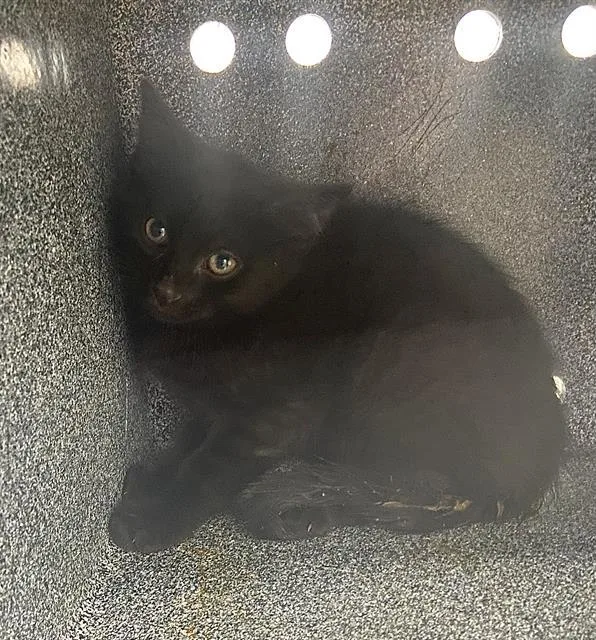 A baby medium-sized male Domestic Short Hair cat named Chip for adoption in Dallas, TX