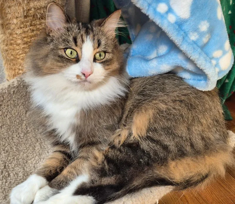 An adult medium-sized female Gray & White Domestic Long Hair cat named Sasha for adoption in Louisville, KY