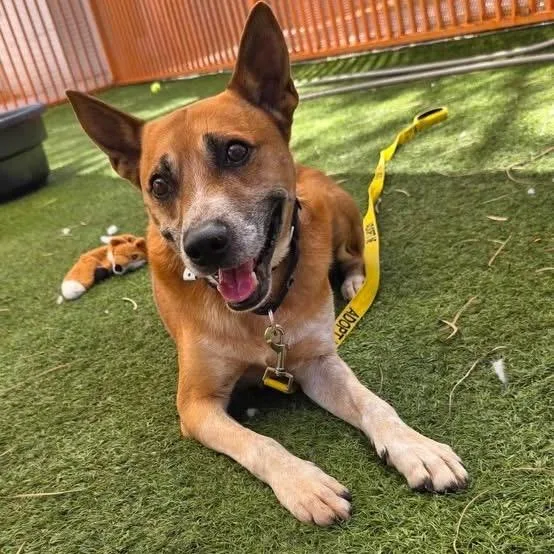 A senior medium-sized male German Shepherd Dog dog named Rabbit A for adoption in Las Vegas, NV