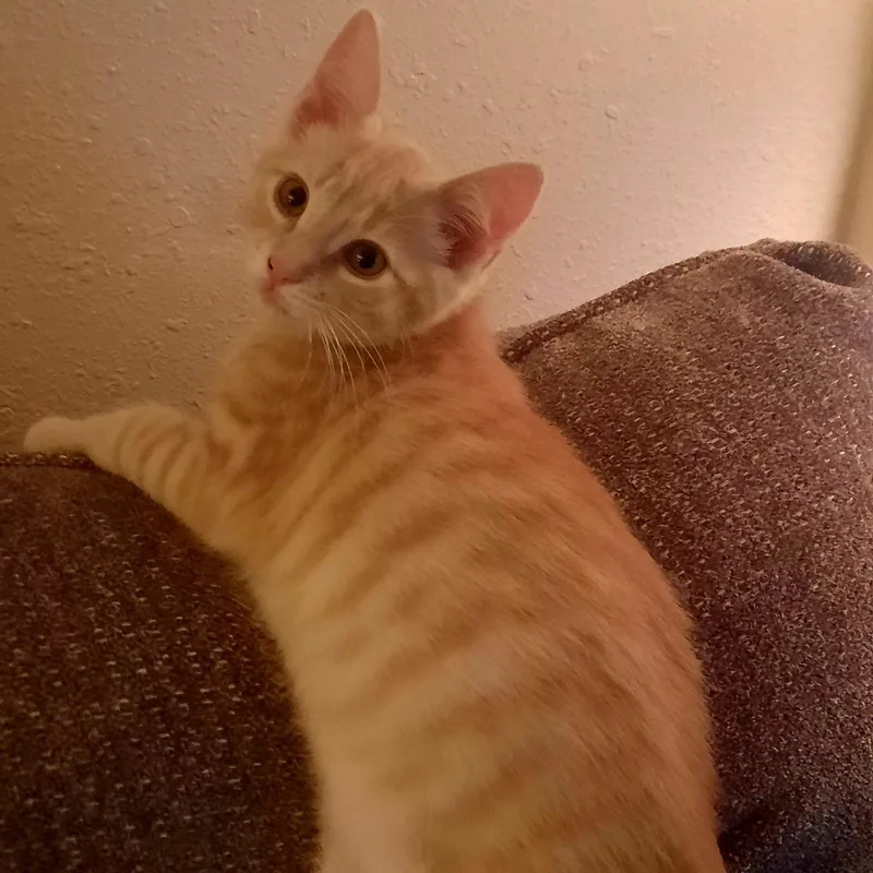 A baby medium-sized female Buff / Tan / Fawn Domestic Short Hair cat named Tommy for adoption in Silverton, OR