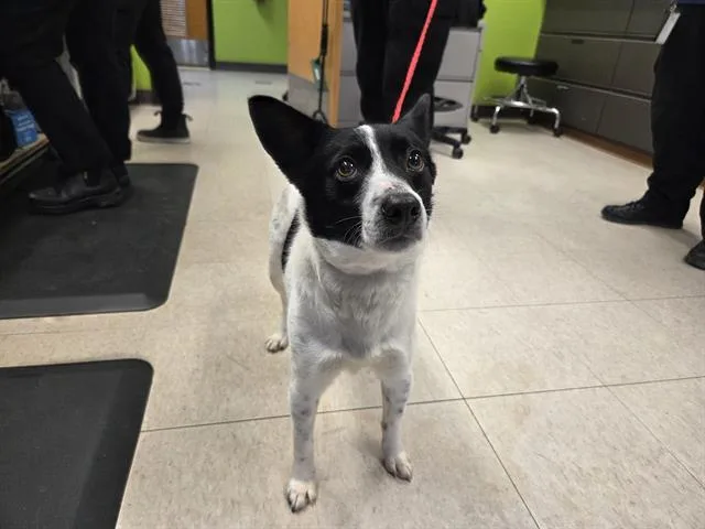 A young small-sized male Australian Cattle Dog / Blue Heeler dog named Kk for adoption in Kent, WA