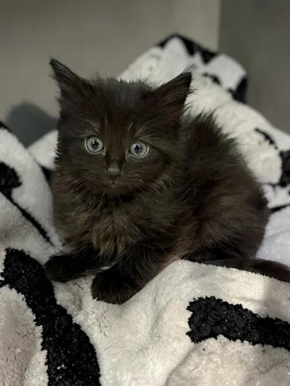 A baby medium-sized female Domestic Medium Hair cat named Cookie for adoption in Cumberland, MD
