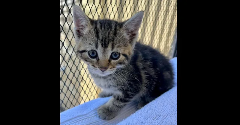 A baby small-sized female Brown / Chocolate Domestic Short Hair cat named Jelly for adoption in Chalfont, PA