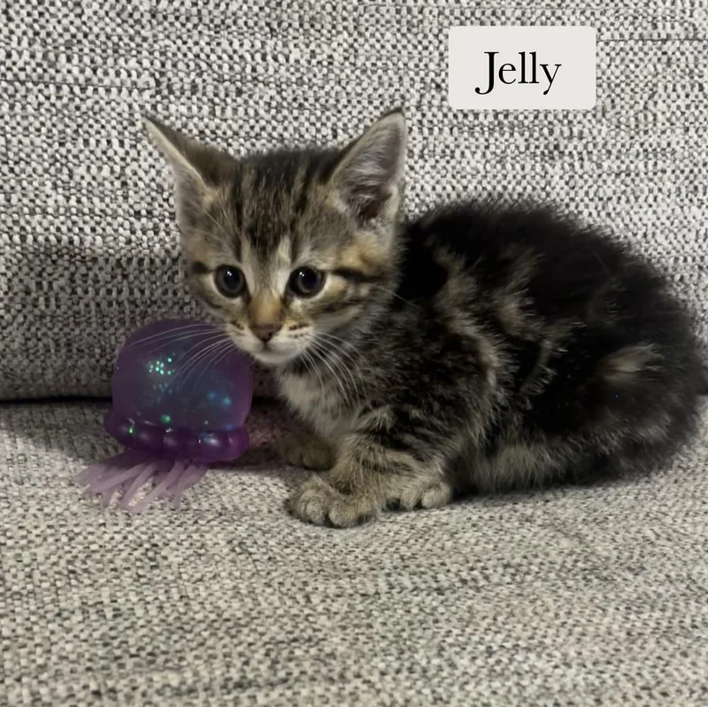 Jelly thumbnail 2