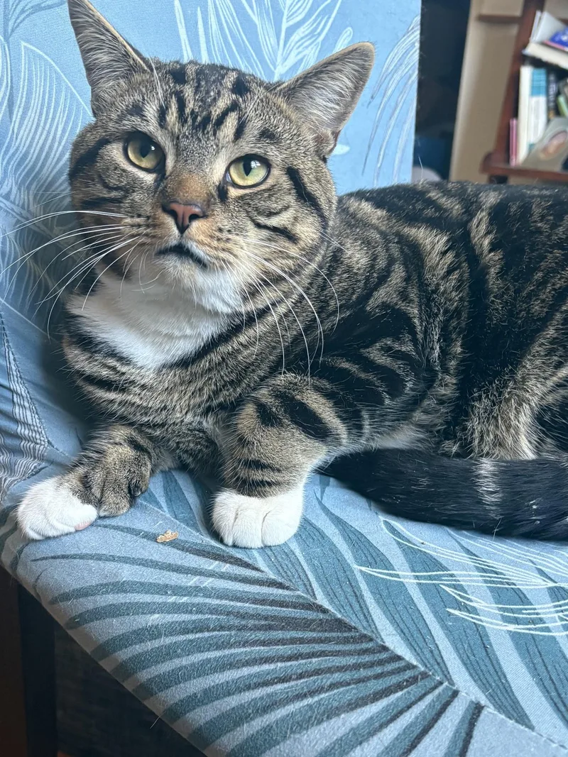 A young large-sized male Tabby (Brown / Chocolate) Domestic Short Hair cat named Simba for adoption in Brooklyn, NY