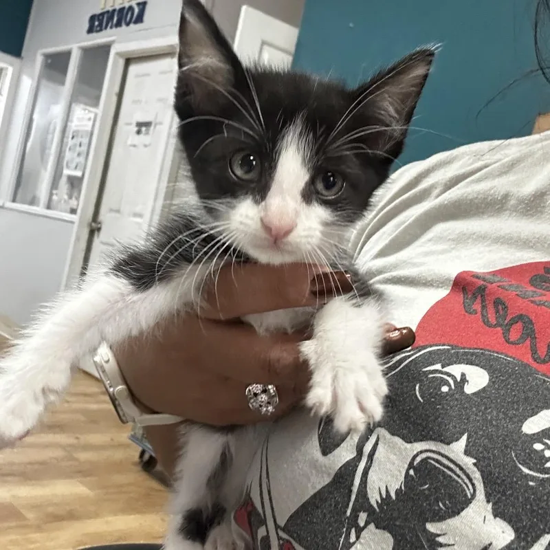 A baby small-sized male Black Domestic Short Hair cat named Tikicat for adoption in Leander, TX