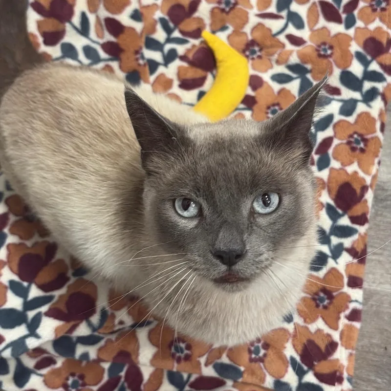 An adult large-sized male Seal Point Tonkinese cat named Drake  Special needs for adoption in Portland, OR