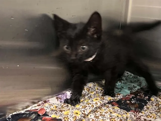 A baby small-sized male Domestic Short Hair cat named Angel for adoption in Tustin, CA