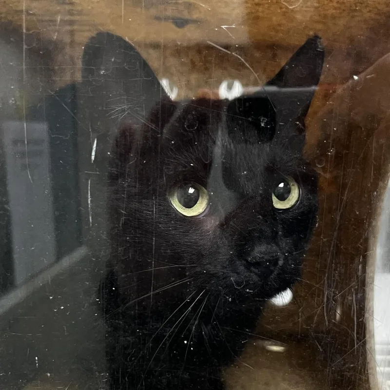An adult medium-sized female Black Domestic Short Hair cat named 72735 for adoption in Harrisonburg, VA
