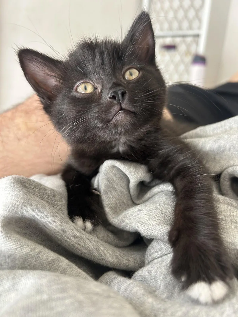 A baby medium-sized female Black & White / Tuxedo Tuxedo cat named Nori Napa Petco for adoption in Napa, CA