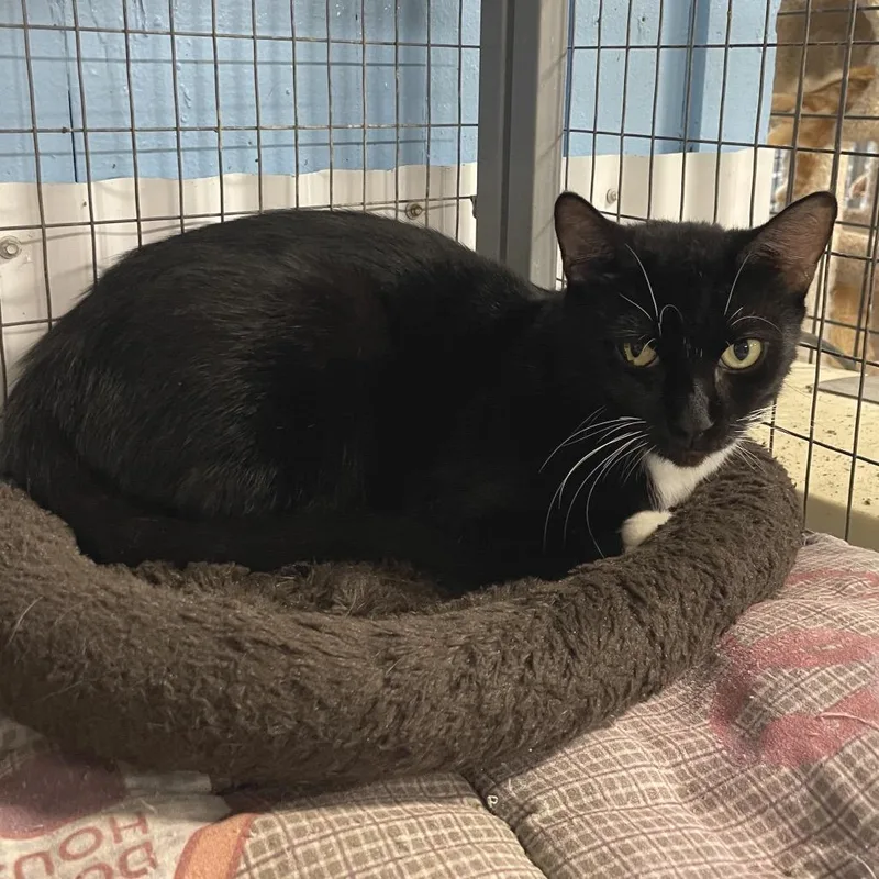 An adult large-sized male Black Domestic Short Hair cat named Mr. Boots for adoption in Tipton, IA