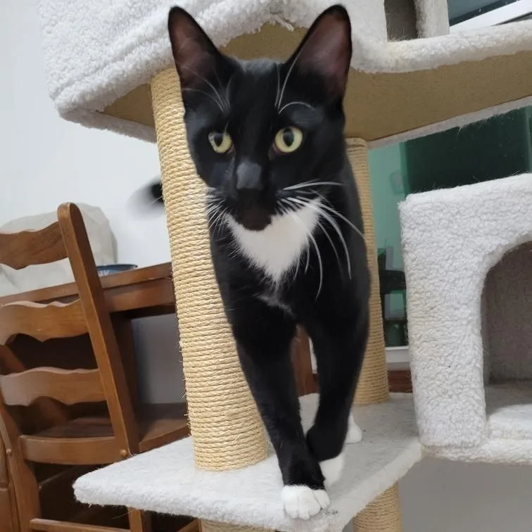 Mr. Boots thumbnail 2