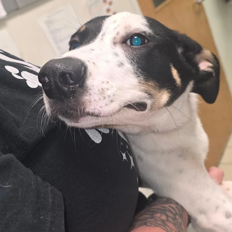 A baby medium-sized female White / Cream Mixed Breed dog named Adore Delano for adoption in Charleston, WV