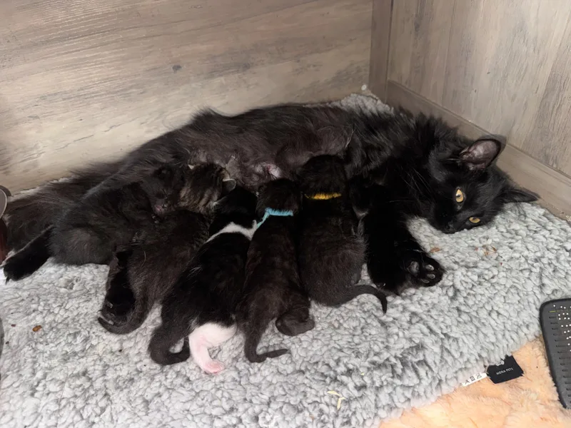 An adult medium-sized female Black Domestic Medium Hair cat named Monica for adoption in Fruit Heights, UT