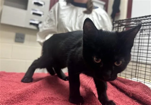 A baby small-sized female Domestic Short Hair cat named Sally for adoption in Colorado Springs, CO