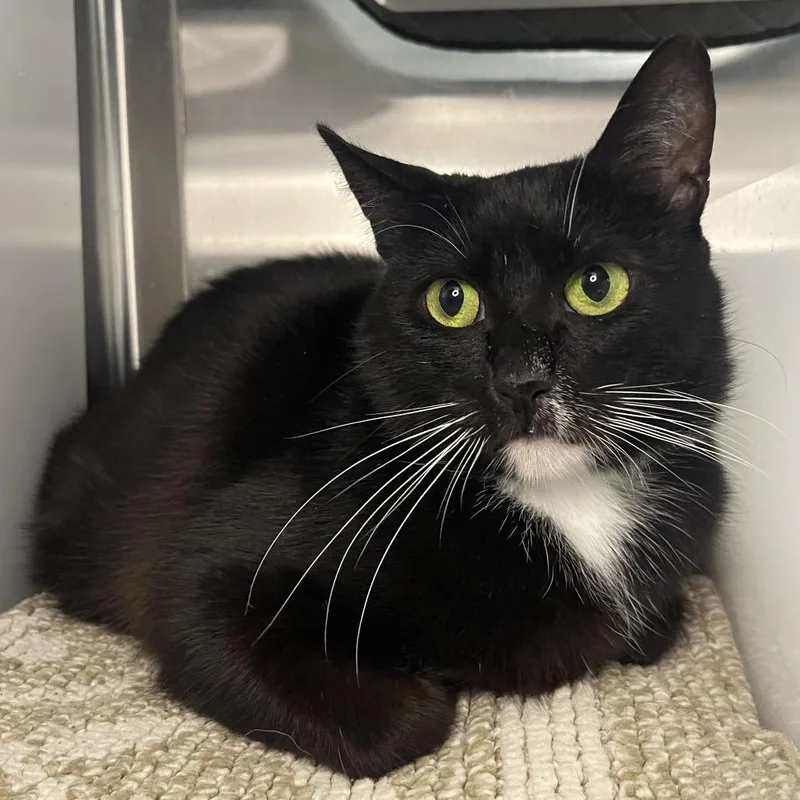 An adult medium-sized female Domestic Short Hair cat named Sistine for adoption in Los Angeles, CA