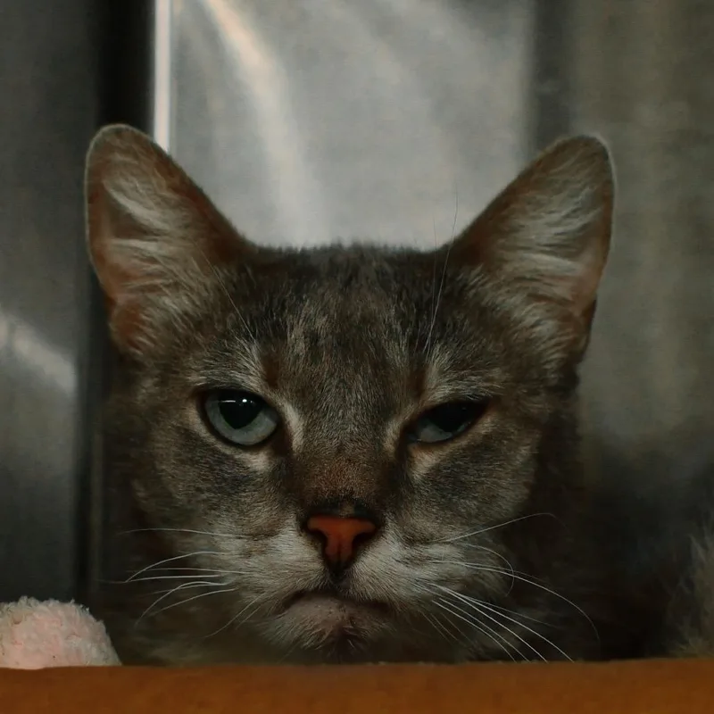 An adult medium-sized female Domestic Short Hair cat named Rosemary for adoption in Ottawa, KS