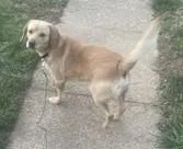 An adult medium-sized male Mixed Breed dog named Cinnamon for adoption in Fairfax, VA