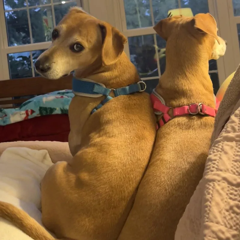 Rebecca And Solomon thumbnail 3