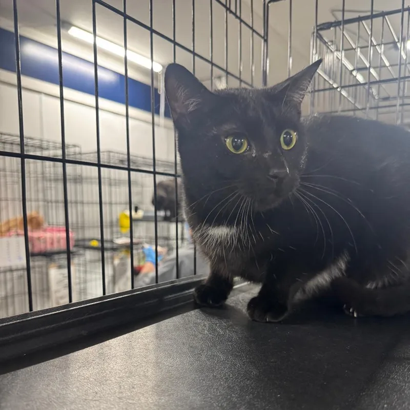 Chip Arc thumbnail 2