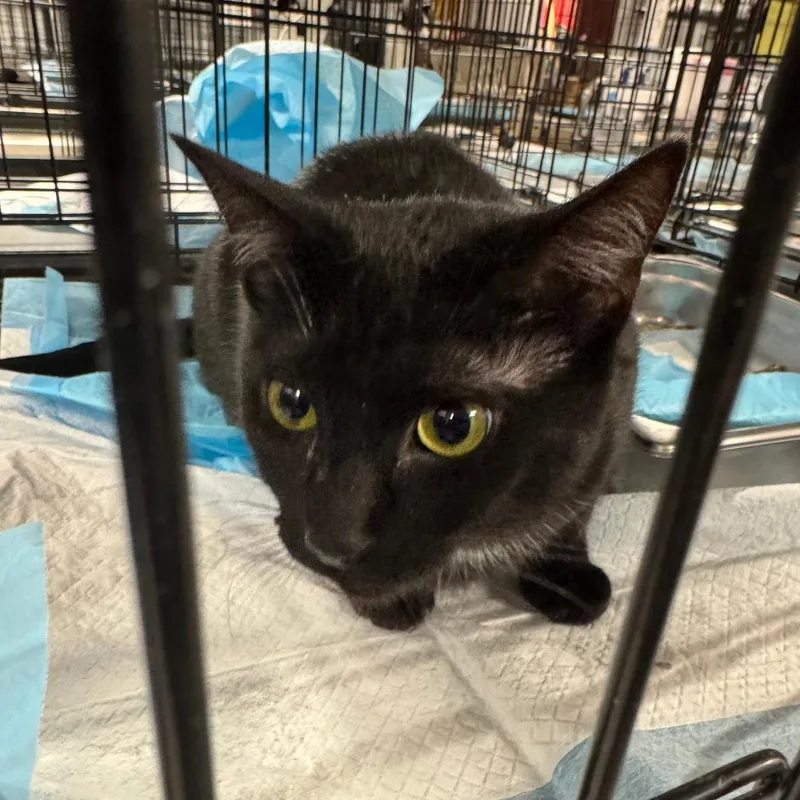 Chip Arc thumbnail 3