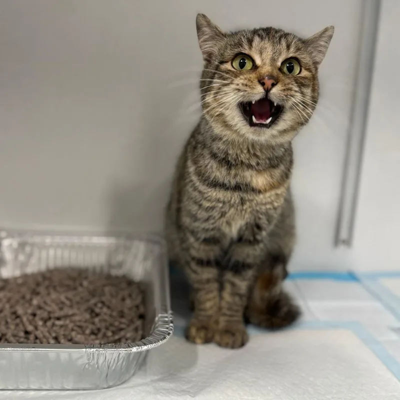 Ralphina Arc thumbnail 2