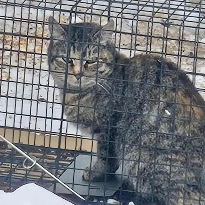 Ralphina Arc thumbnail 3