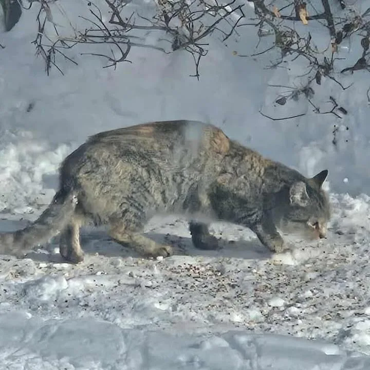 Ralphina Arc thumbnail 4